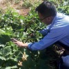 Dodi Budirokhman